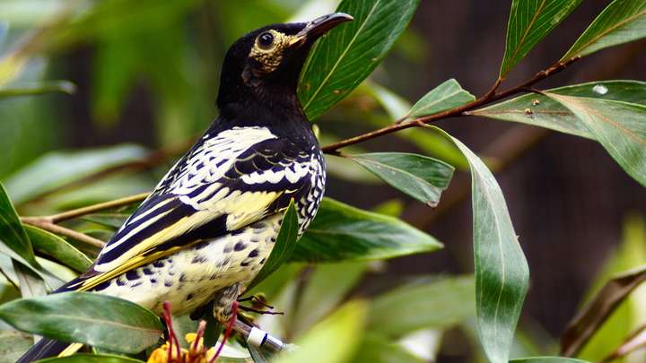 An Australian Songbird Losing its Song