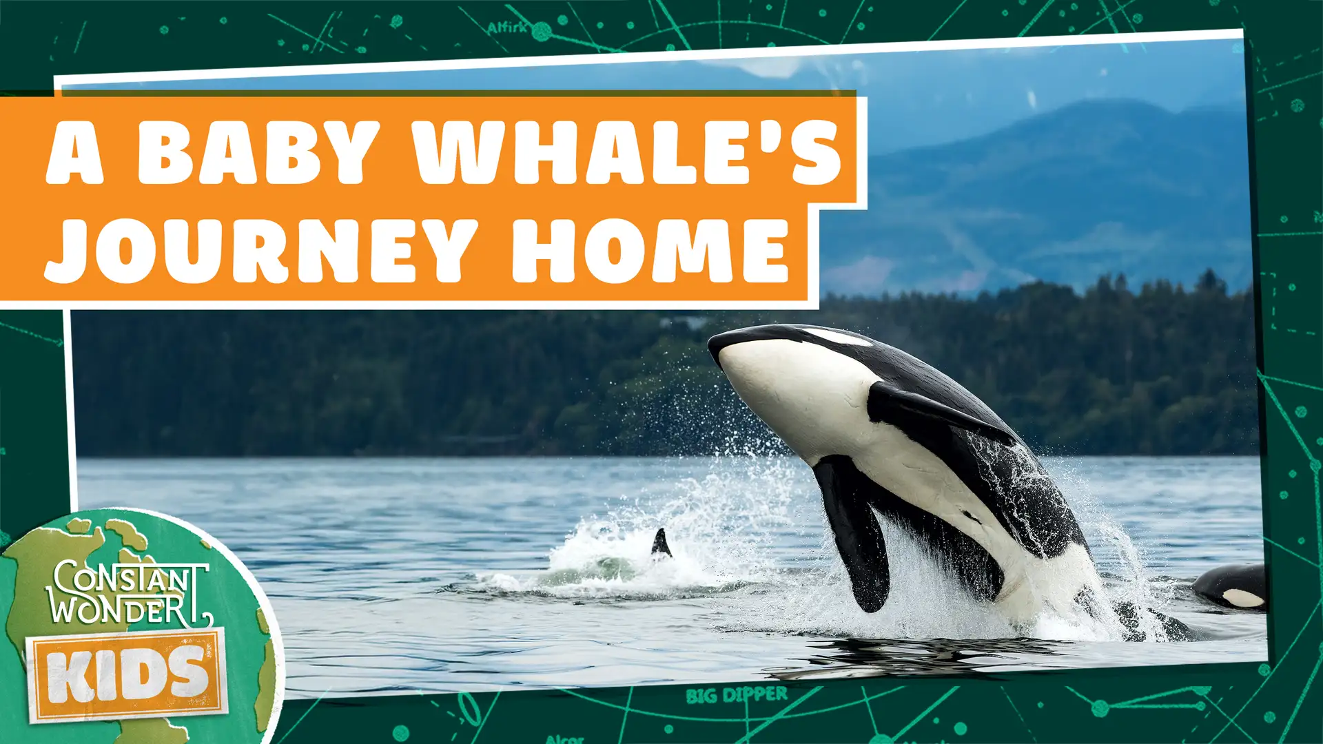 A Baby Whale's Journey Home