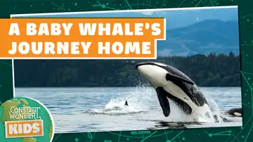 A Baby Whale's Journey Home