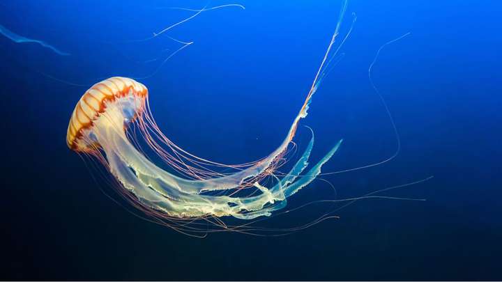 Jellyfish Explorers