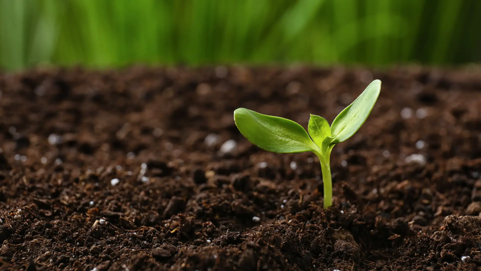 Our Earthly Stewardship