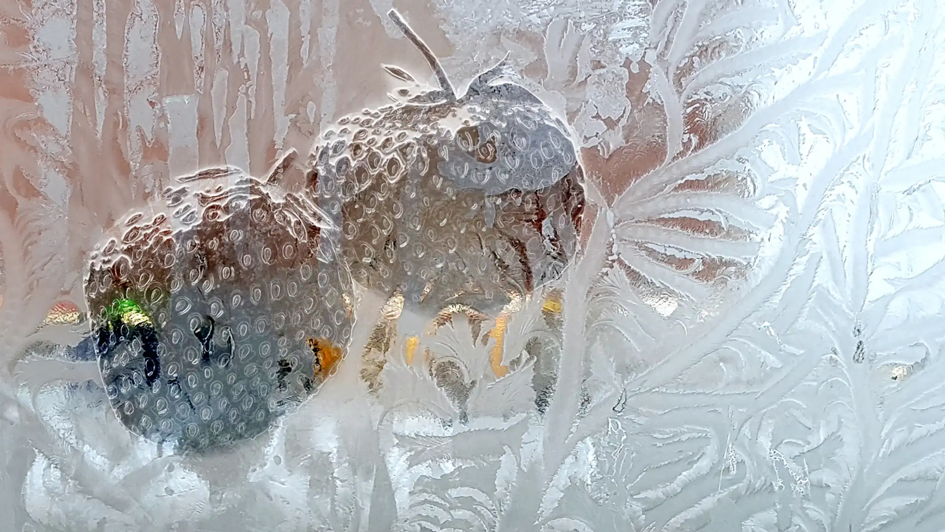 Strawberries in Winter