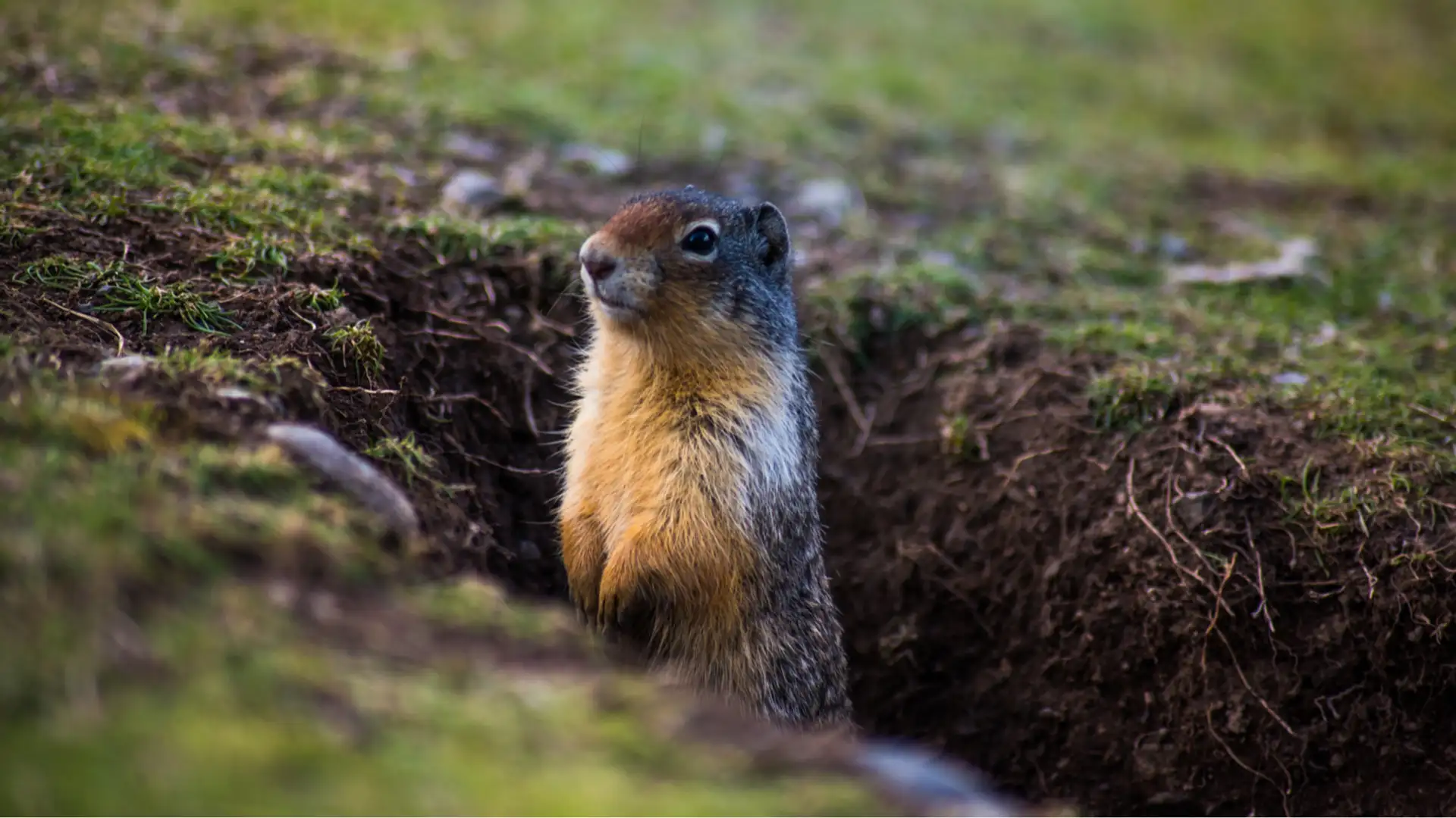 EXTRA: "Groundhog Godmother" by Megan Hicks