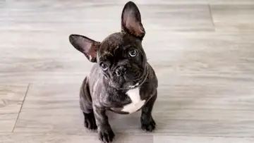 The Trouble with America’s Designer Dog Craze