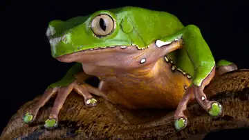 Monkey and Frog
