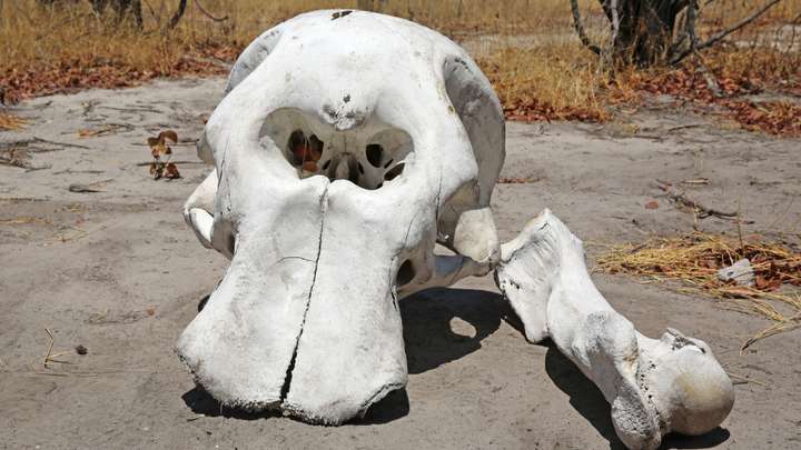 EXTRA: "The Elephant's Skull" by Tim Lowry