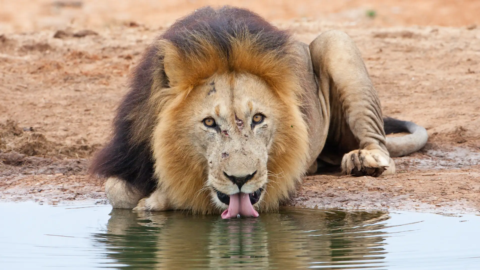 African Waterholes
