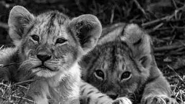 Olive the Lionheart