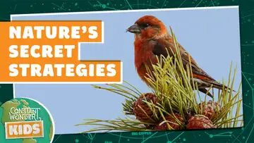 Nature’s Secret Strategies