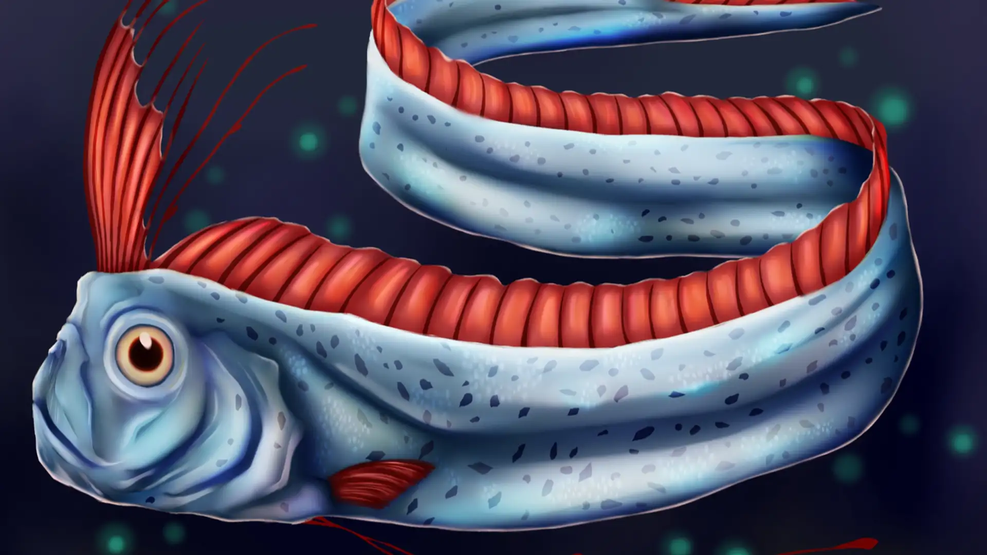 The Elusive Oarfish