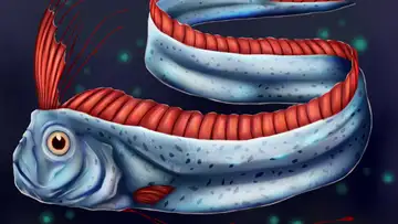 The Elusive Oarfish