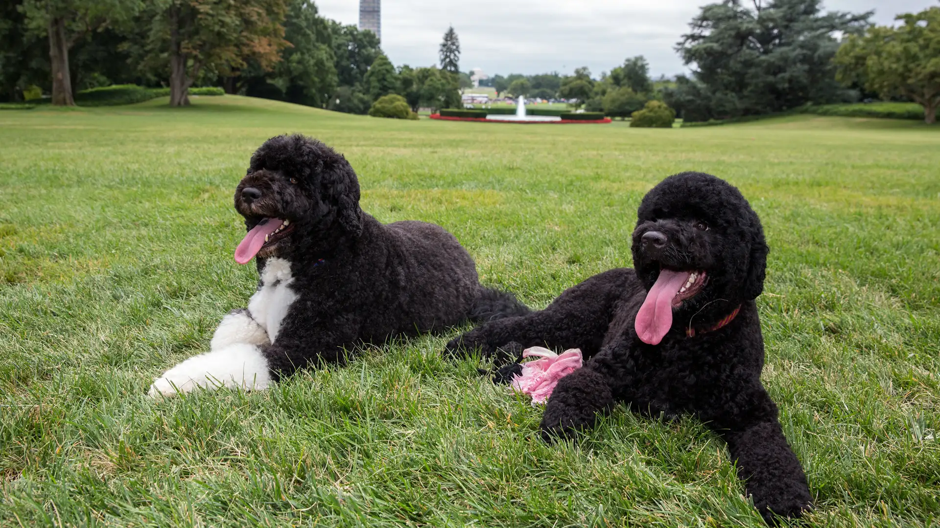 From Hyenas to Opossums: A White House Menagerie