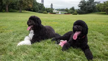 From Hyenas to Opossums: A White House Menagerie