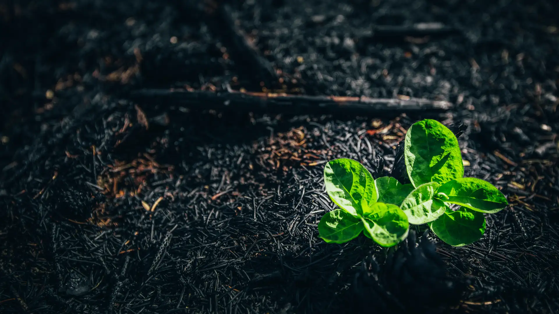 Appreciation and Joy