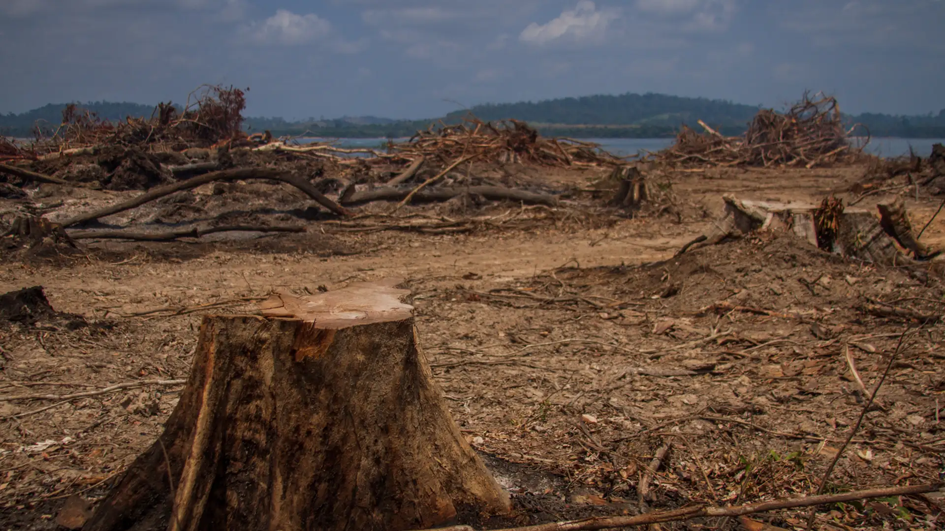 Pandemic Deforestation