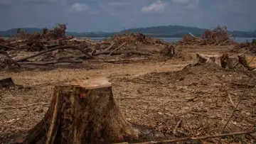 Pandemic Deforestation