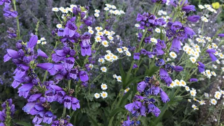 Native Gardens