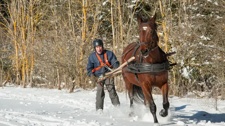 Skijoring