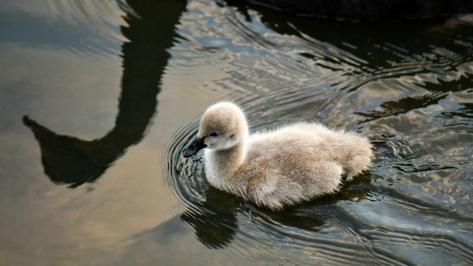 BITE: "The Uglified Ducky" by Maynard Moose