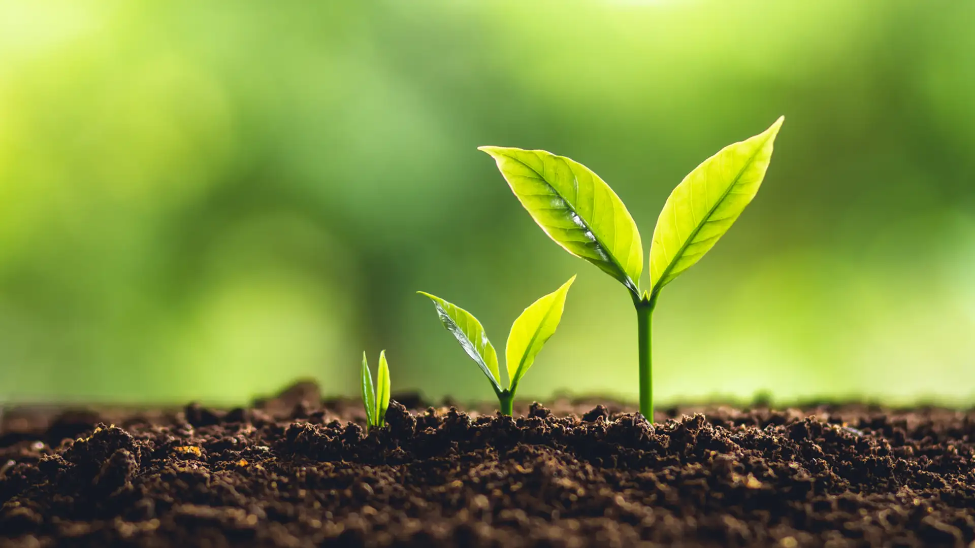 Developing Spiritual Gifts