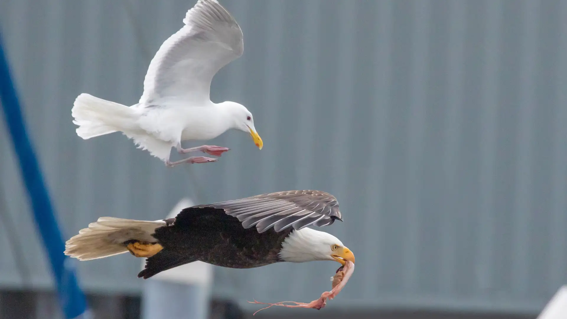 How to See Like a Naturalist (Without Leaving Home)