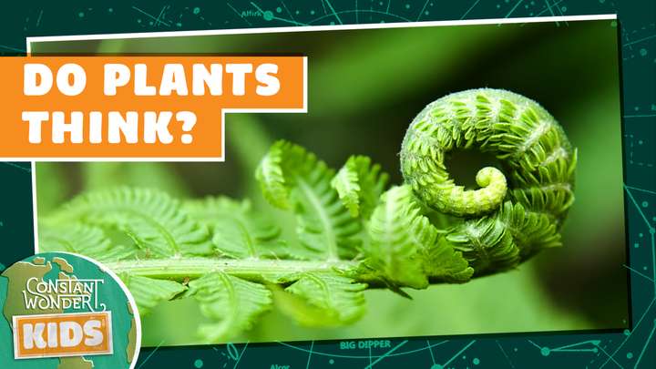 Do Plants Think?