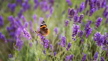 Horticulture