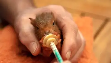 WildCare Foundation