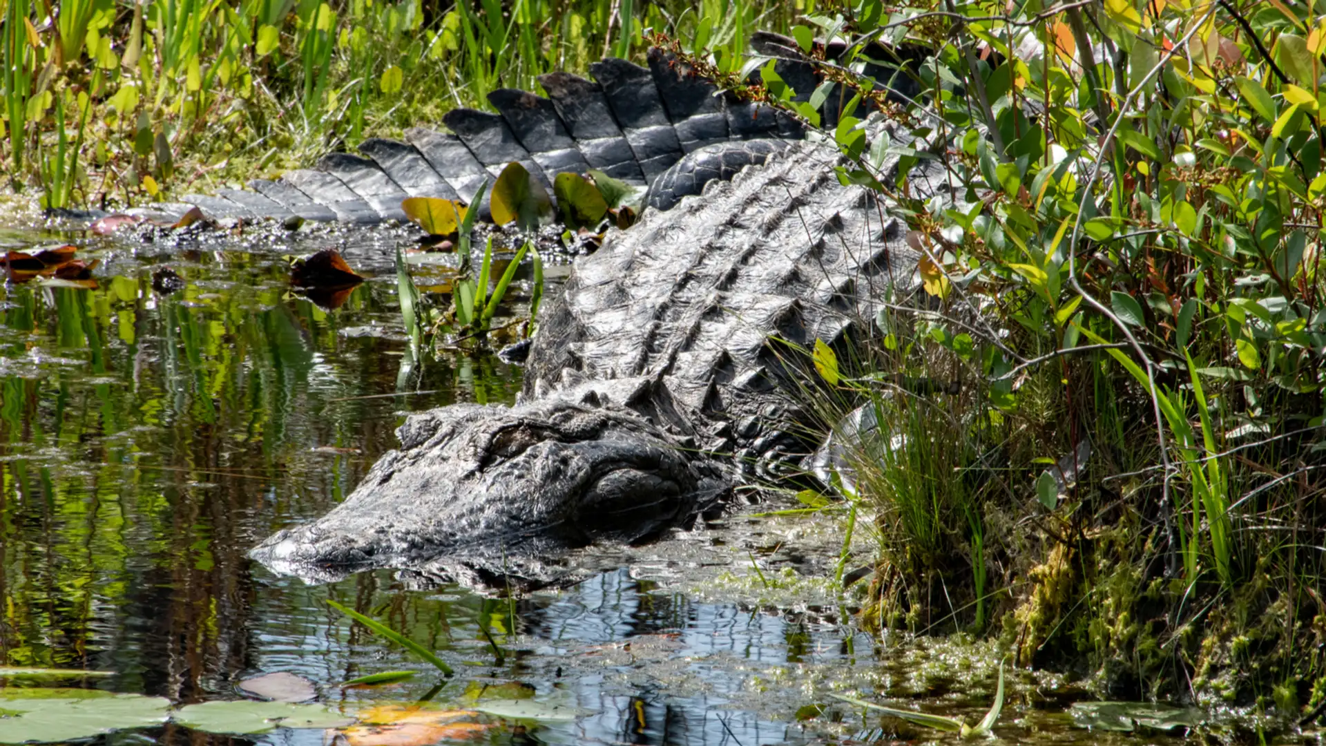 EXTRA: "How The Alligator got its Skin" by David Holt
