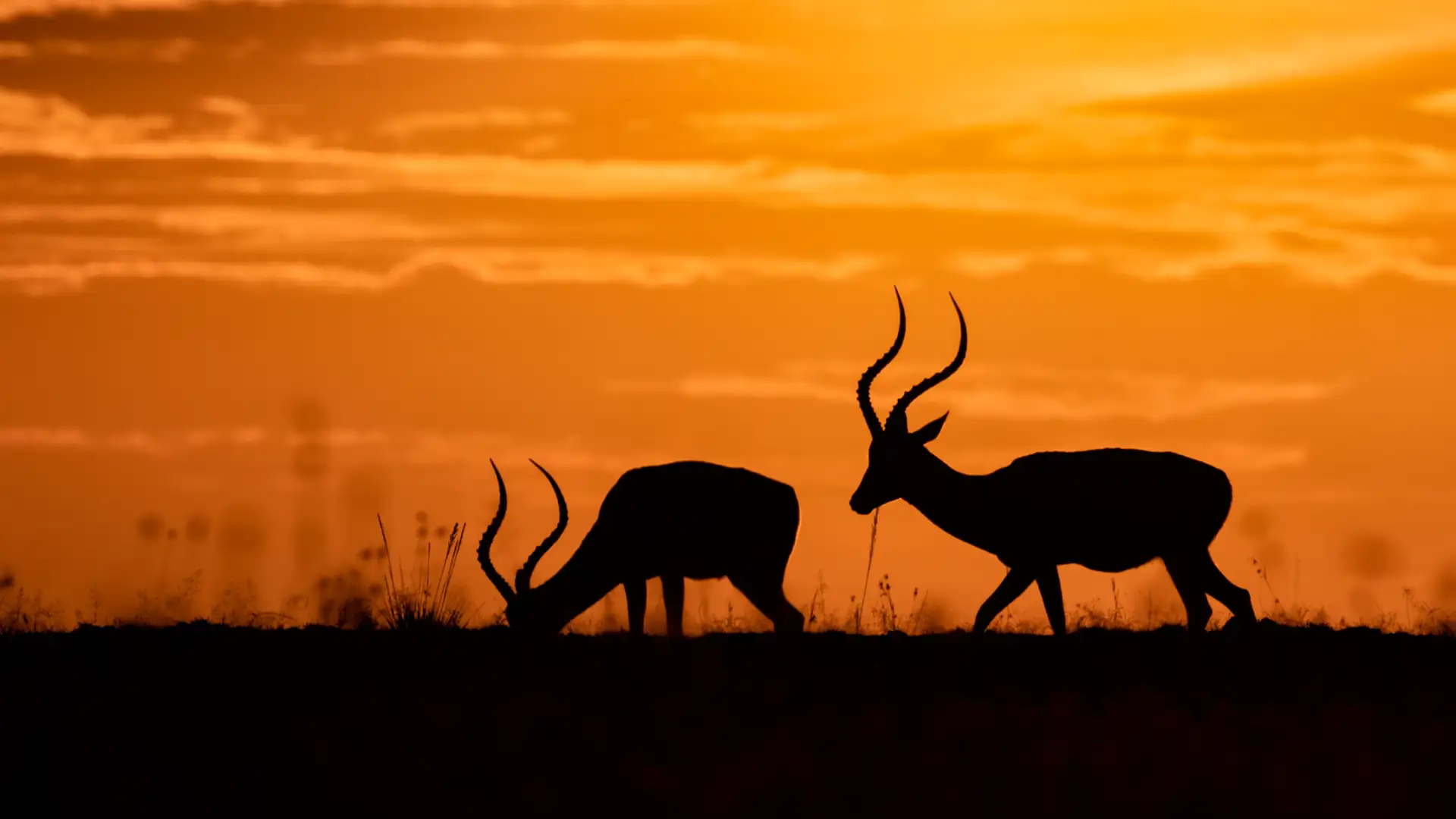 How The Animals Got Rain