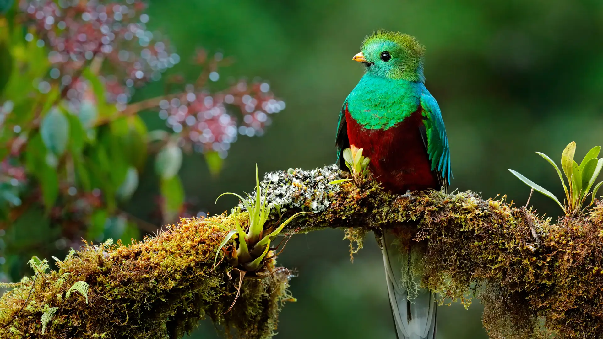 To Be A Bird
