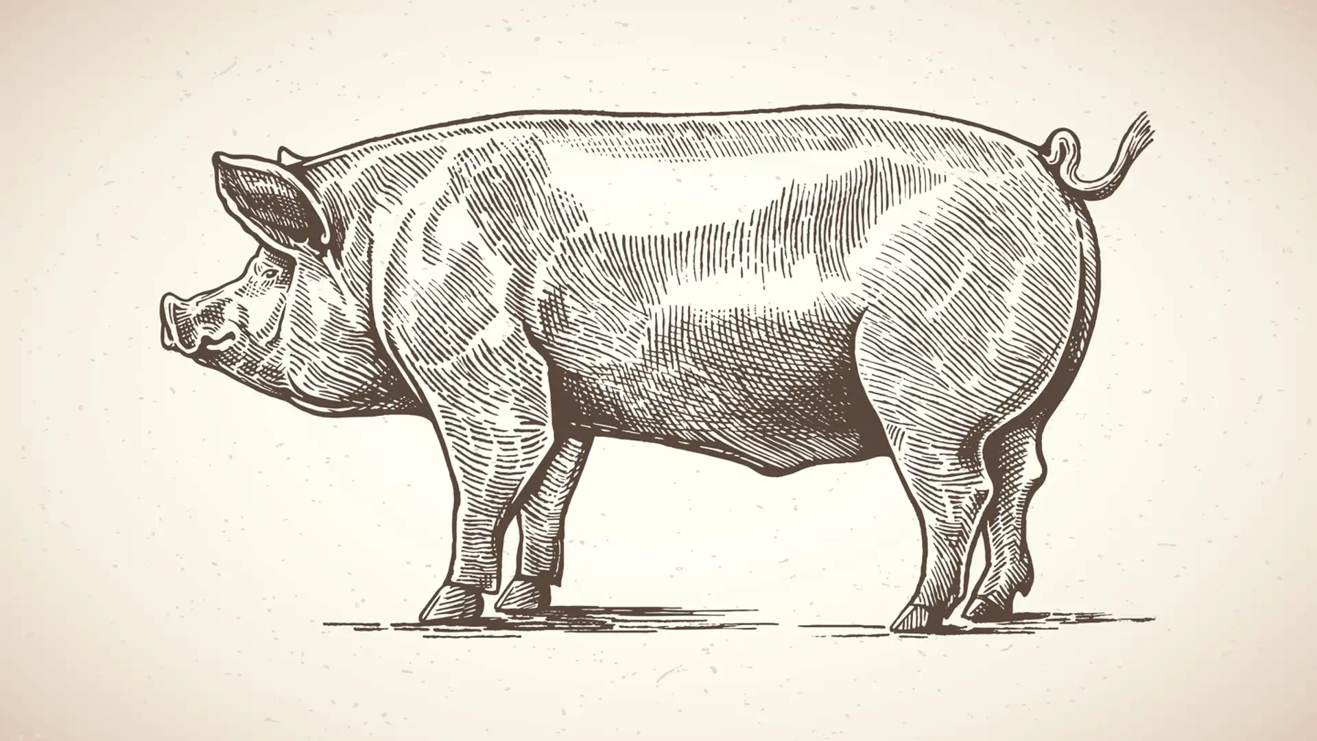 Rewriting the “Pig” Connotation