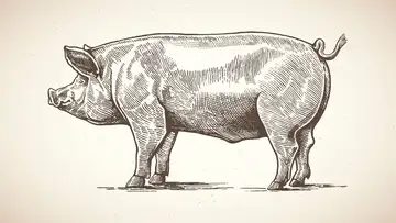 Rewriting the “Pig” Connotation