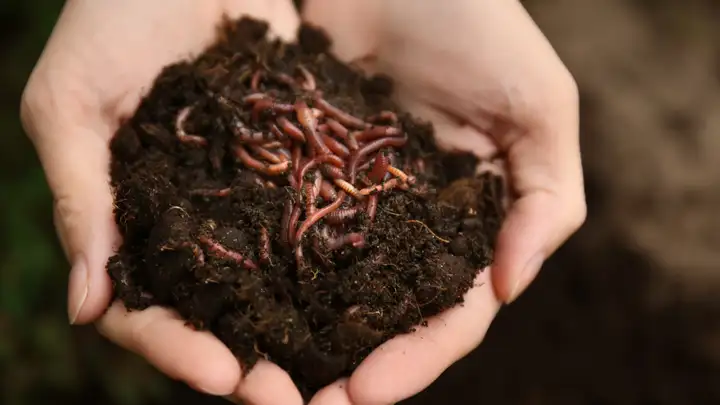 BITE: "Grandma Makes Worm Cake" by Nora Dooley