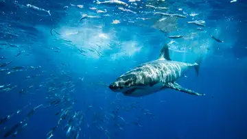 Rosie the Shark