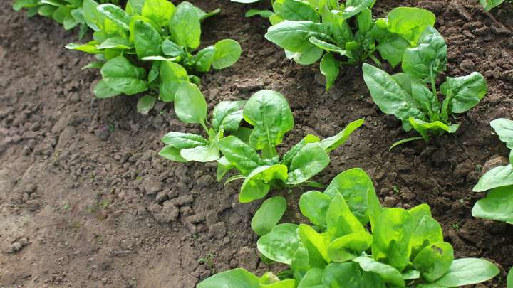 Using the Natural Powers of Plants to Detect Pollutants in Soil