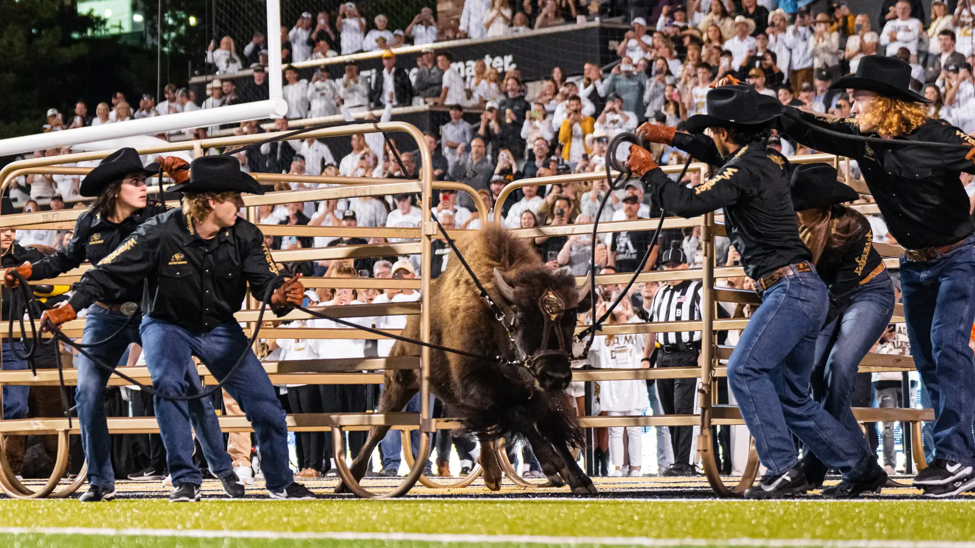 Buffalo Tracks: Inside Colorado's Iconic Mascot Program