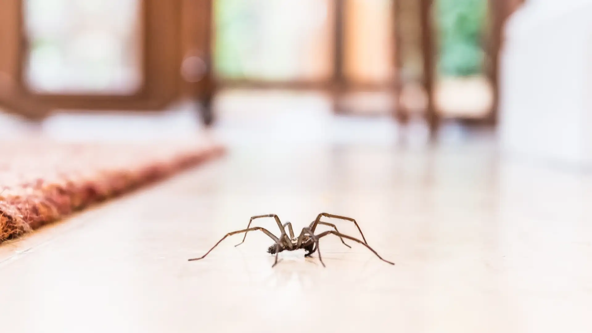 Think Twice Next Time You Want to Kill a Spider