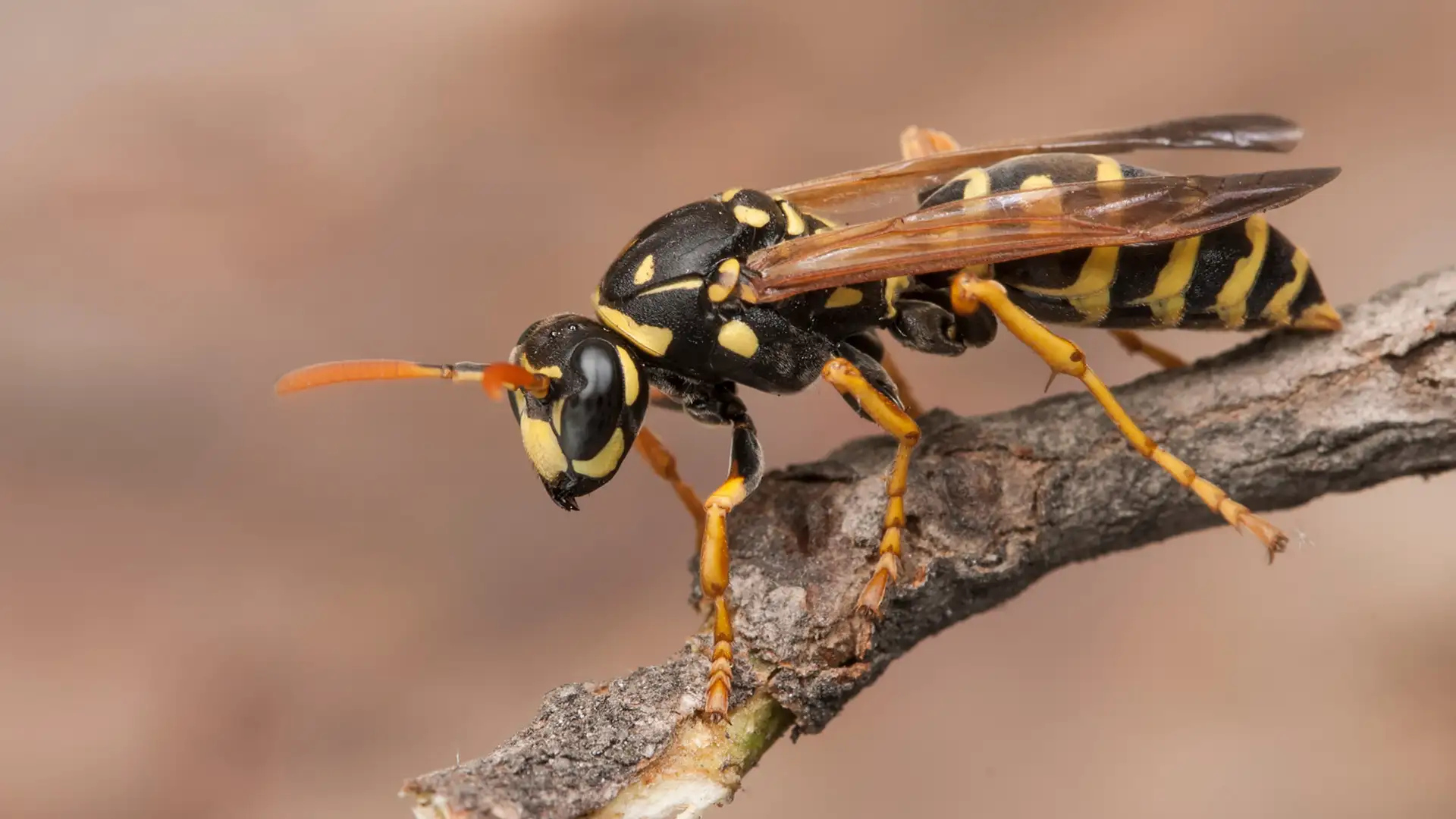 Why We Should Love Wasps