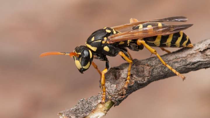 Why We Should Love Wasps