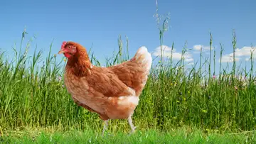 The Little Red Hen