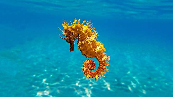 How to Save the Elusive Seahorse