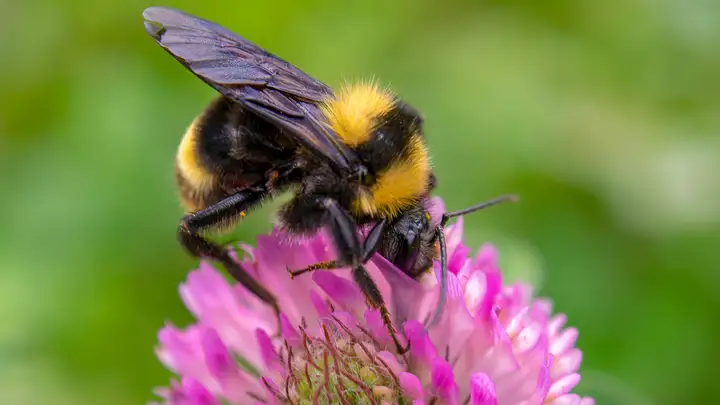 Bee Extinction