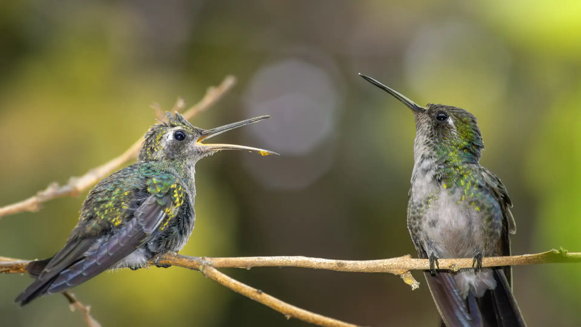 Fostering Baby Hummingbirds
