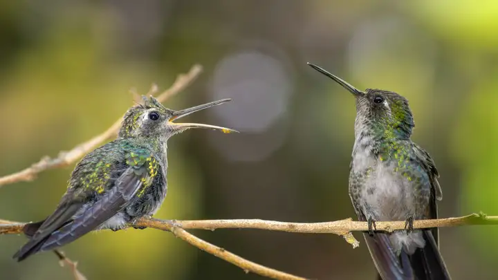 Fostering Baby Hummingbirds