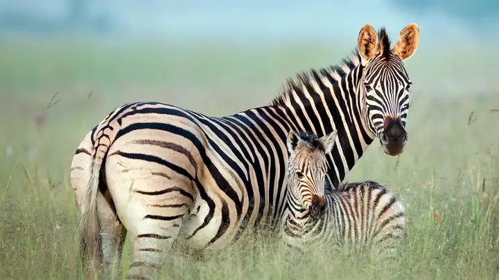 Zebra Stripes