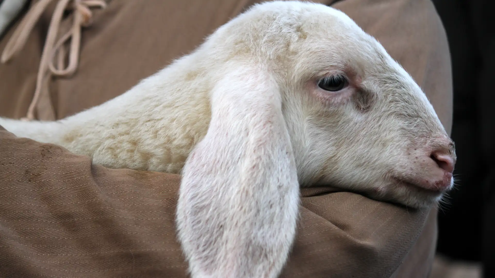 Jesus Christ is Relief