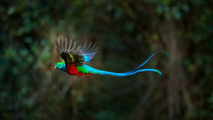 Sleeping While Flying And Other Bird Wonders