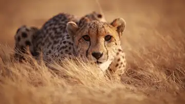 Understanding the Intent of the Enemy