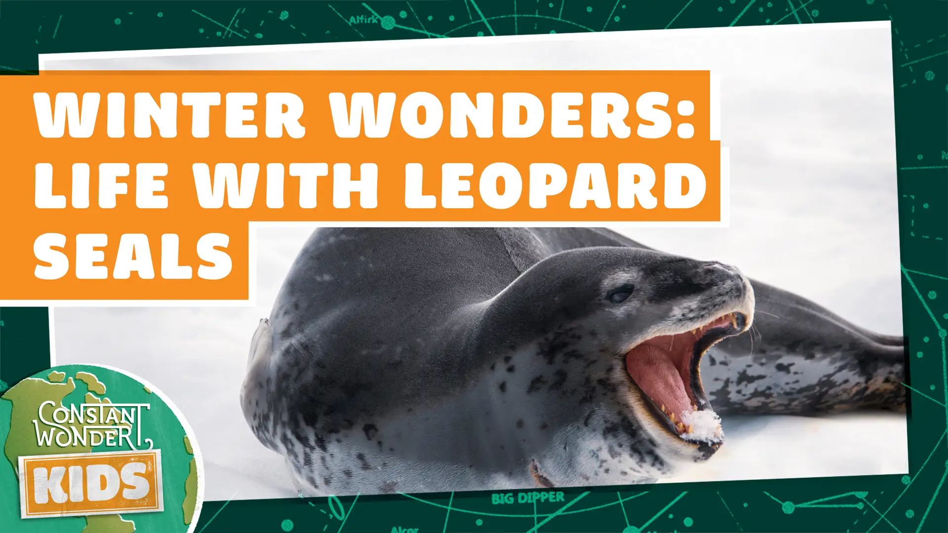 Winter Wonders: Life with Leopard Seals